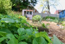 ALLOTMENT PLOT JOBS FOR JULY