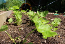 SUCCESSION SOWING MADE SIMPLE