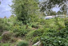 MY NEW ALLOTMENT PLOT – THE FIRST MONTH
