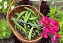 HOW TO GROW BROAD BEANS