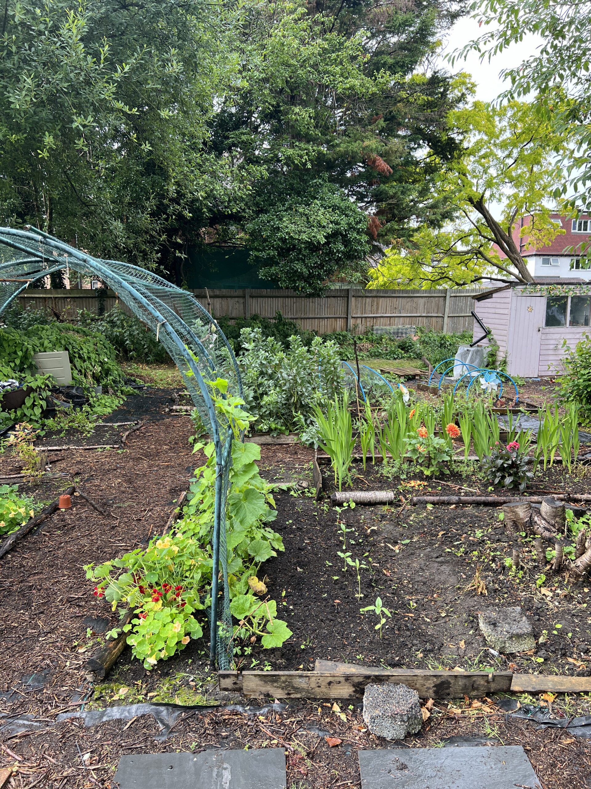 WHY YOU NEED AN ALLOTMENT PLOT