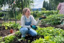 HOW TO GROW MAIN CROP POTATOES